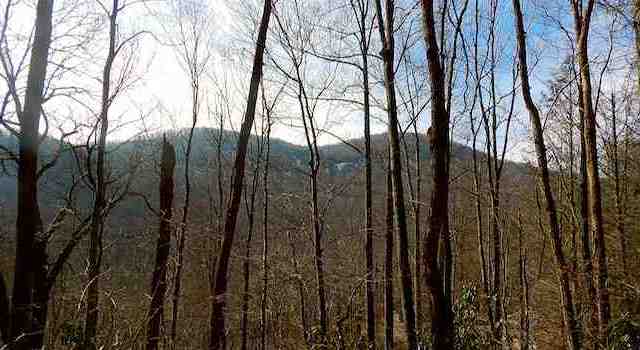 Hiking Florence Nature Preserve - Gerton, NC - View from Trail