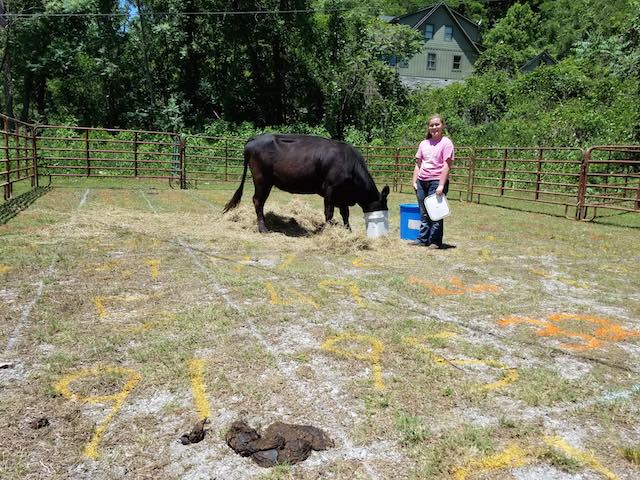 Cow Pie Bingo