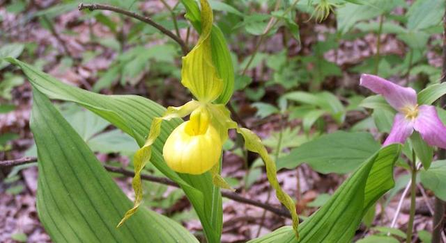 Yellow Lady's Slipper Flower