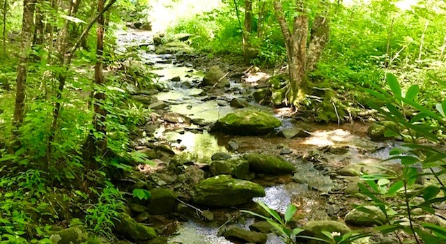 Creek Along Profile Trail Hike